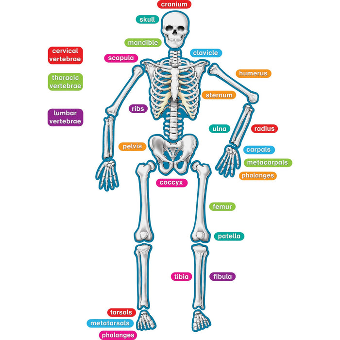 Teacher Created Resources Human Skeleton Accents